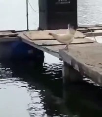 Una gallina logro volar sobre un lago