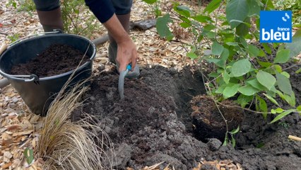 Roland Motte, jardinier : plantez des arbustes en automne