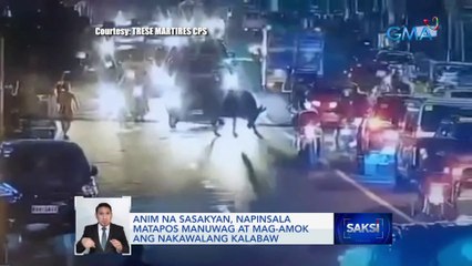 Anim na sasakyan, napinsala matapos manuwag at mag-amok ang nakawalang kalabaw | Saksi
