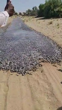 Une coulée de poissons en plein désert... mystérieux