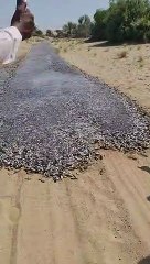 Une coulée de poissons en plein désert... mystérieux