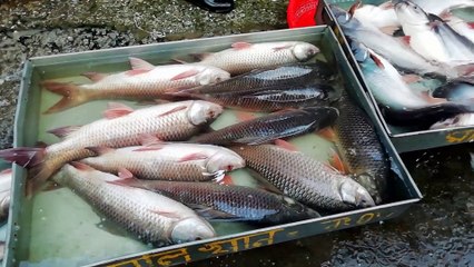 A Biggest Fish Market Tour and Fresh Water Fish Video