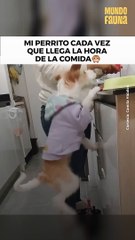 ¿Croquetas? El momento más feliz de 'firulais'