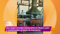 Oso negro irrumpe en restaurante en Nuevo León