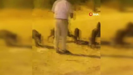 Yaban domuzlarını elleriyle böyle besledi