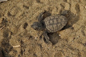 KUŞADASI'NDA YOLUNU ŞAŞIRAN 67 CARETTA CARETTA YAVRUSU DENİZLE BULUŞTURULDU
