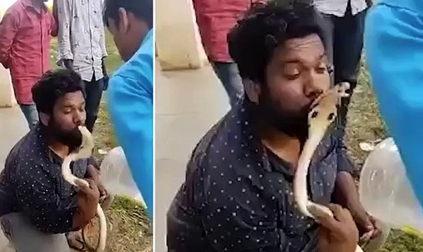 Deadly cobra lunges at Indian snake-catcher's face and bites him after he tried to KISS it