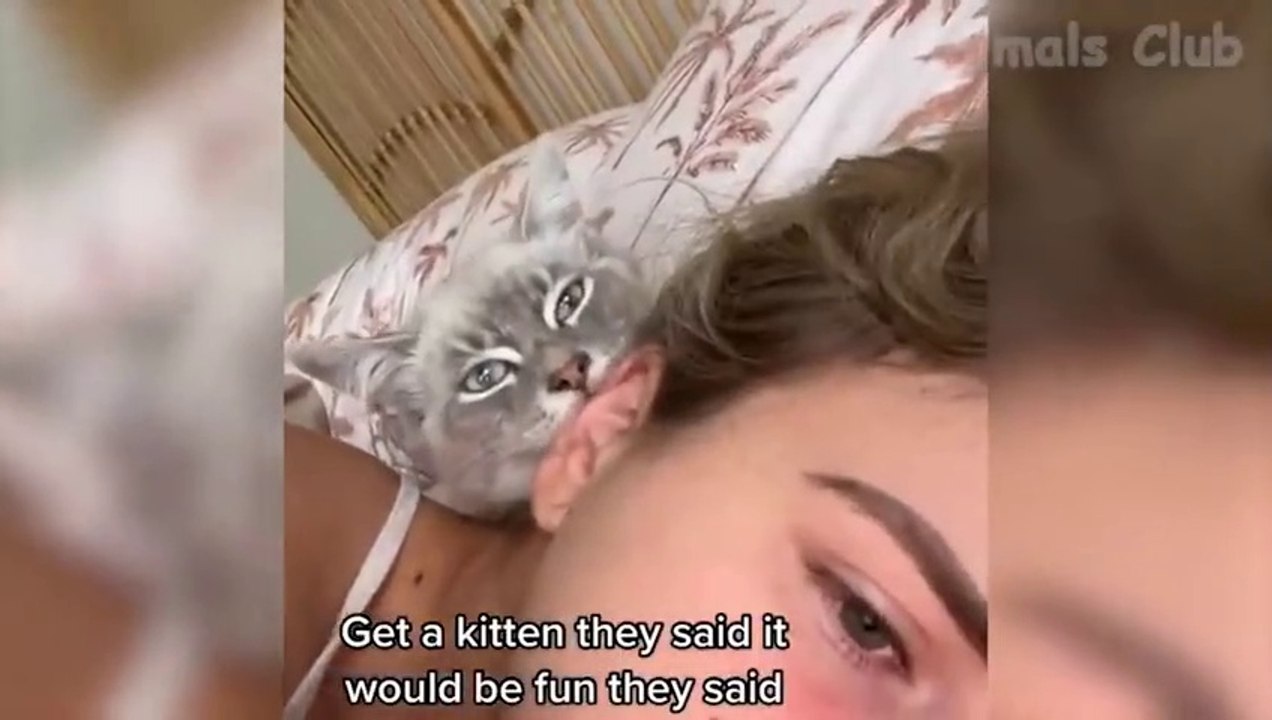 Funny Animal Videos 2022  - Funniest Cats And Dogs