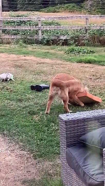 A Dog Steals a Bread Loaf's Sleeping Slice
