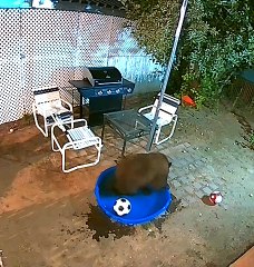 Bear Plays With Soccer Balls in Kiddie Pool
