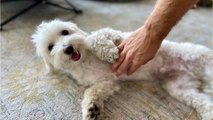 Do dogs really ask for belly rubs when lying on their backs? See what a dog behaviourist says
