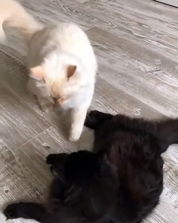 white cat fight