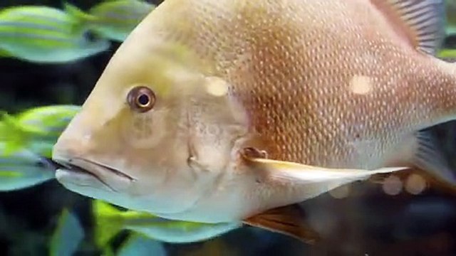 videoblocks-colorful-tropical-coral-reefs-picture-of-a-beautiful-underwater-colorful-fishes-and-corals-in-the-tropical-reef_bx-j8jfeme__c473373bb545f13213dff295739c344a__P360