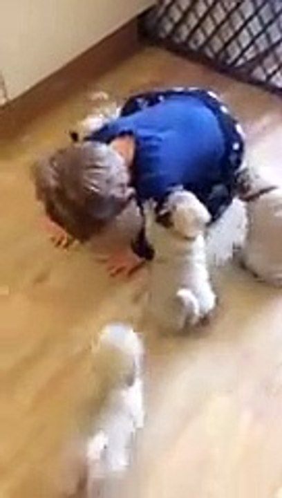 Pug_chase funny video