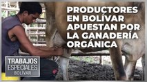 Productores en Bolívar apuestan por la ganadería orgánica – Especiales VPItv