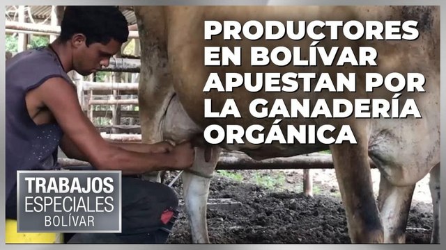 Productores en Bolívar apuestan por la ganadería orgánica – Especiales VPItv