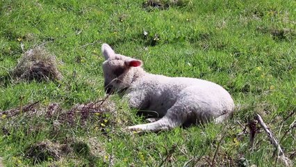 So cute and beautiful sheep