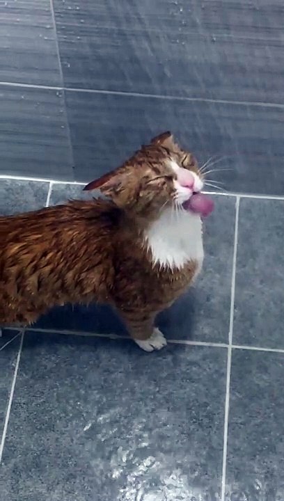 Funny Cat