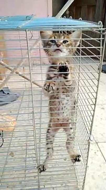 Cat in prison