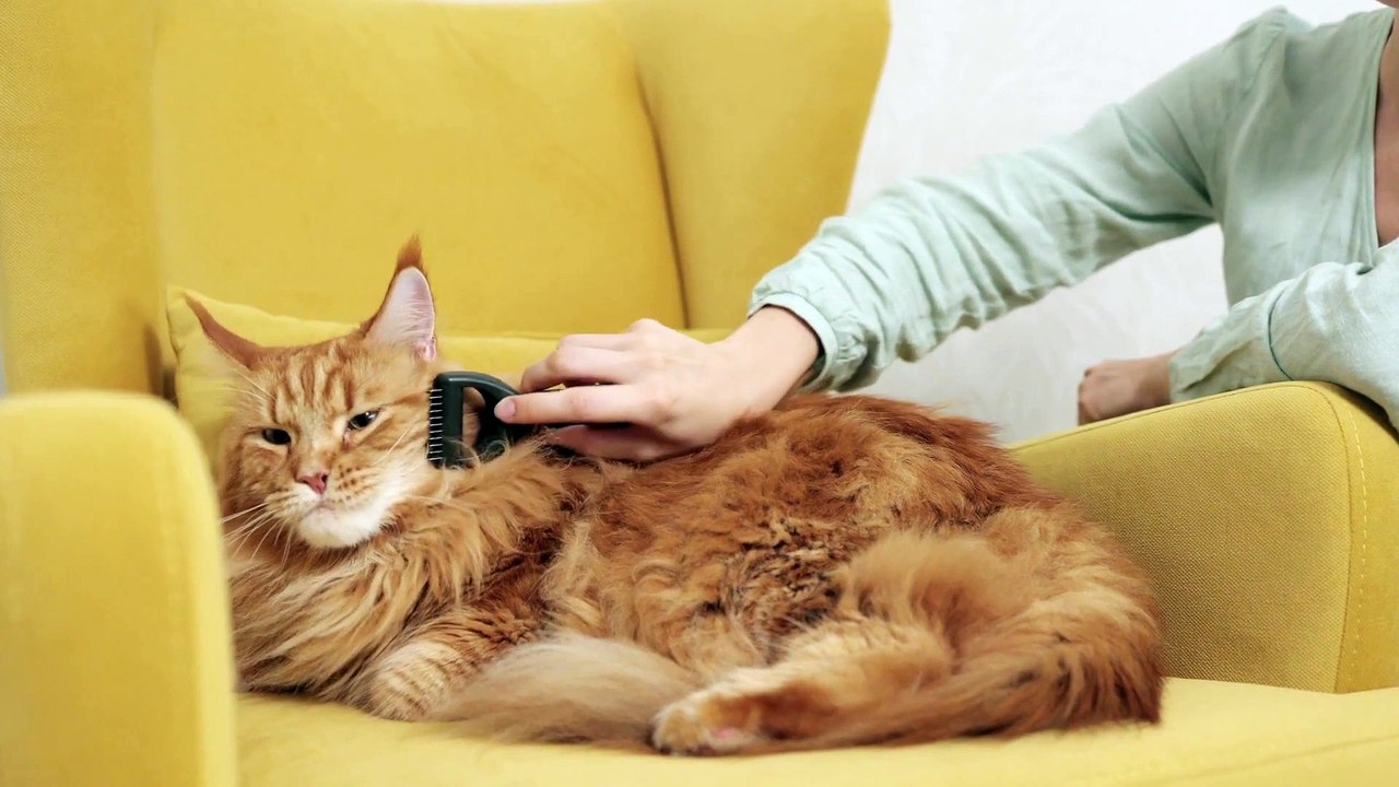 So cute and beautiful cat