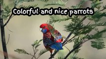Parrots style | Beautiful parrots | Parrots talking | funny content