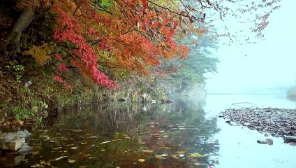 53.copyright free nature video rain - copyright free nature videos - nature stock footage free