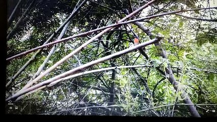 कई पक्षियों की आवाज की नकल में माहिर है टिकल्स फ्लाई कैचर