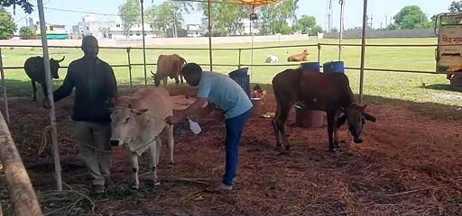 गोवंश व पशु-पक्षियों की सेवा के लिए हर समय तैयार रहते ये युवा