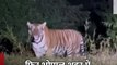 भोपाल (मप्र): फिर भोपाल शहर में घुसा बाघ