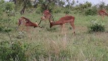 Impala Rams Fighting  Free Animal Videos