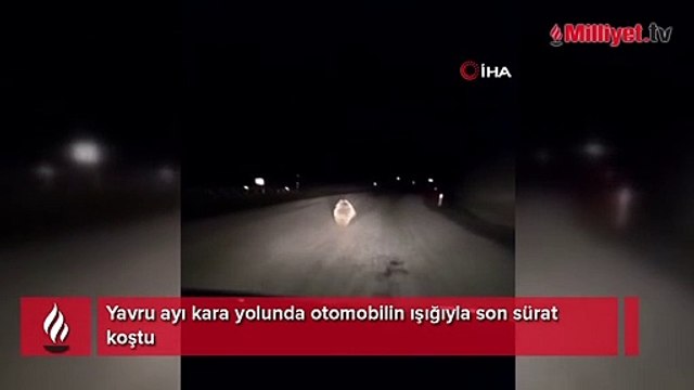 Yavru ayı kara yolunda otomobilin ışığıyla son sürat koştu