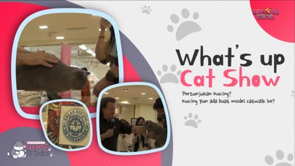 What's Up Cat Show | Sayangi Si Bulus | BINTANG KECIL