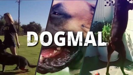 DON'T GET A DOBERMAN IF YOU HAVE CHILDS !! REALLY ? HAPPY DOBERMAN DOG PLAYING WITH LITTLE ONE