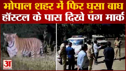 Bhopal News: भोपाल शहर में फिर घुसा Tiger मिनेट के पास मिले Foot Prints | Tiger Spotted |