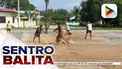 Ilang magsasaka sa Pangasinan, problemado dahil sa mababang presyo ng palay
