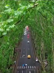 Most beautiful view of trees