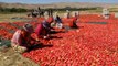 Malatya ekonomi haberleri: Avrupa'nın kuru domatesi Malatya'dan