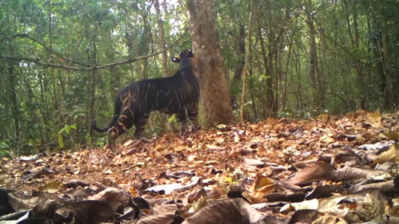 Tigers_are_symbol_of_sustainability_of_India%E2%80%99s_forests%E2%80%A6_nSharing_an_interesting_clip_of_a_rare_melanistic_tiger_marking_its_territory_on_international