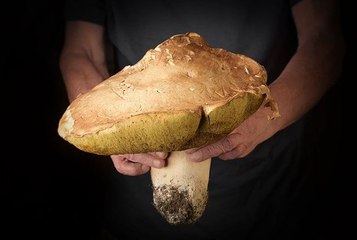 Champignons (insolite) : elle découvre un cèpe géant de 3 kilos en pleine forêt, un spécimen rarissime