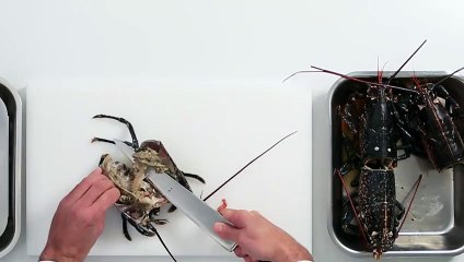 Concasser un homard