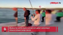 İstanbul Boğazı'nda olta ile yavru köpek balığı yakaladı