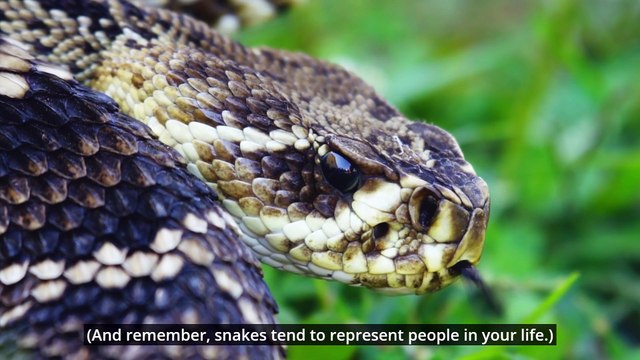 What Does It Mean If You’re Having Dreams About Snakes?