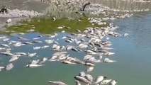 Bakırçay'ın ardından Dikili'deki sulama göletinde toplu balık ölümleri görüldü
