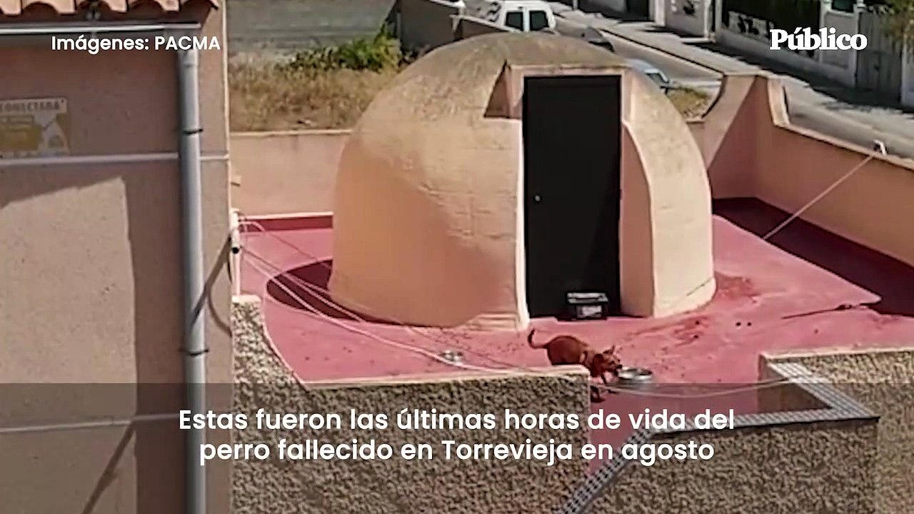 PACMA publica las últimas horas de vida del per...