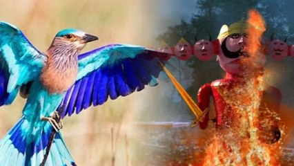 Dussehra 2022: Importance of Sighting Neelkanth Bird |दशहरे पर नीलकंठ के दर्शन बेहद शुभ | *Religious