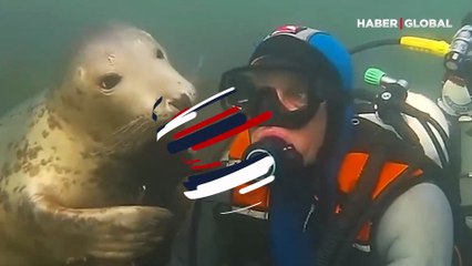 Karşılaştığı dalgıca sıkıca sarılan fok balığı kamerada