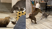 Gentle dog loses its cool after cat keeps annoying it *EXTREMELY FUNNY!*