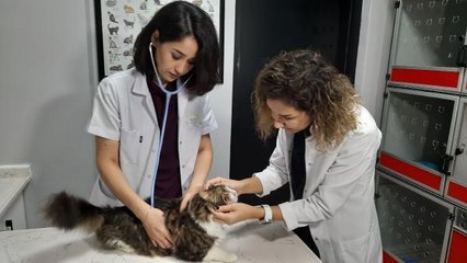 Kocaeli haberleri | Kocaeli'de sokak hayvanlarına 4 Ekim'e özel ücretsiz kısırlaştırma