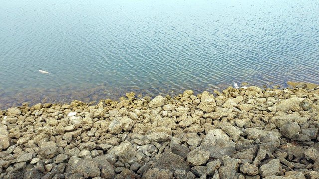 Bolu’da içme suyu barajında balık ölümlerine inceleme