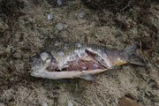 Bolu'da tedirgin eden görüntü! İçme suyu barajındaki balıklar ölüyor